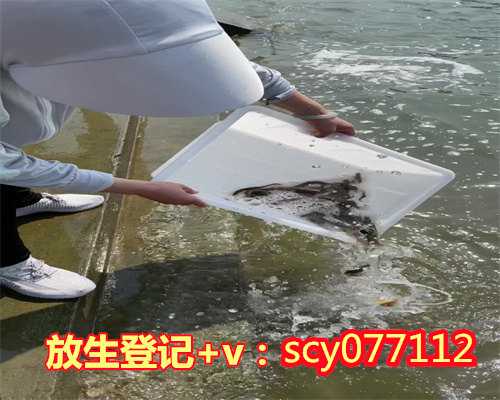 北京放生鱼哪里买的到，2010年冬北京无雪？
