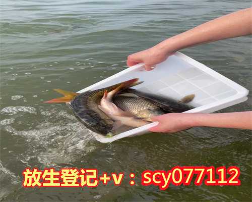 北京哪里适合放生鱼类，500斤鱼被违规放生北京潮白河第二天大量死亡