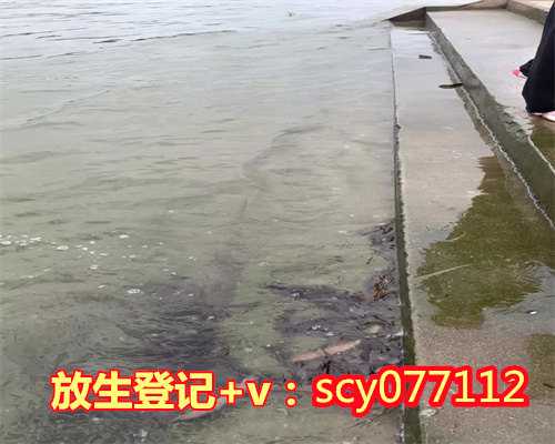 上海放生鱼的地点，上海地藏古寺第二届大奠法会圆满