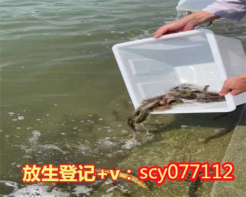 北京放生锦鲤鱼，北京周边哪里最适合放生野生甲鱼，北京放生祈福