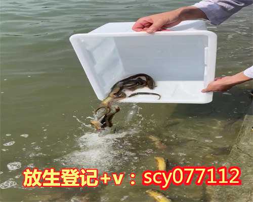 广州何地可以放生黄鳝