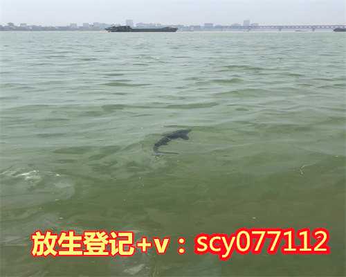 上海放生鲤鱼在哪里，